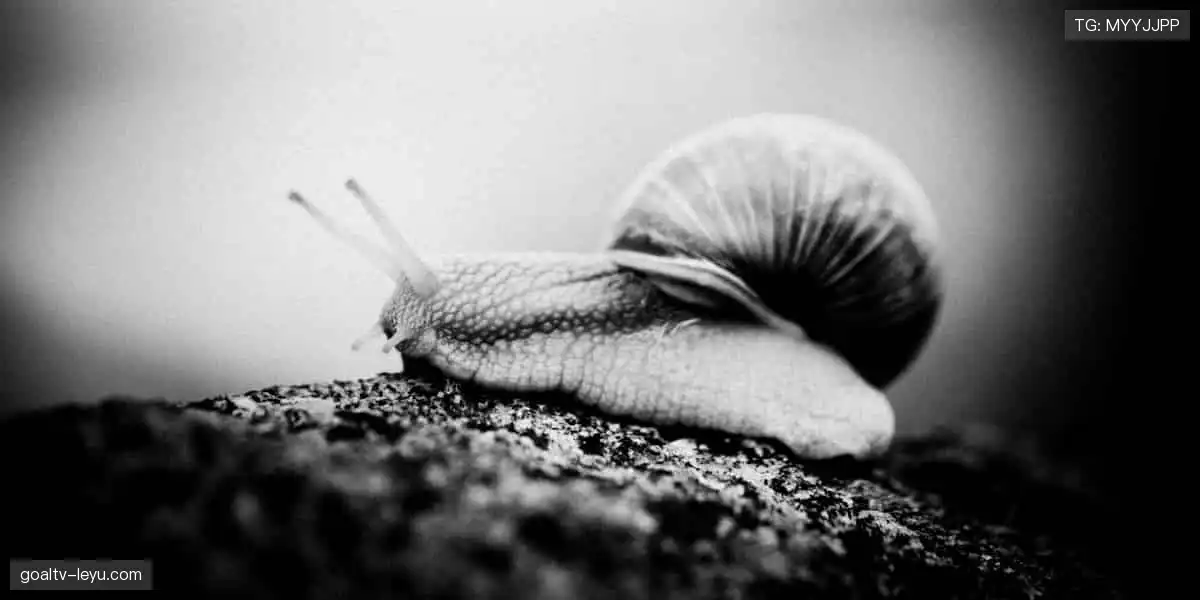 📺 高清直播，实时互动！不错过每一个心跳瞬间！